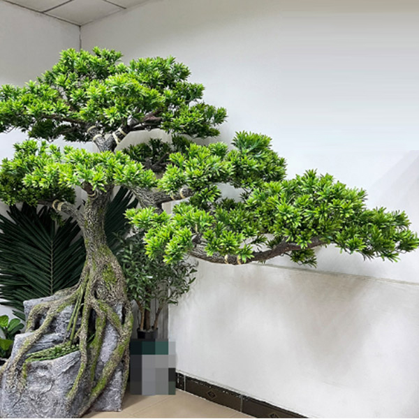 Simulación personalizada Podocarpus fábrica china